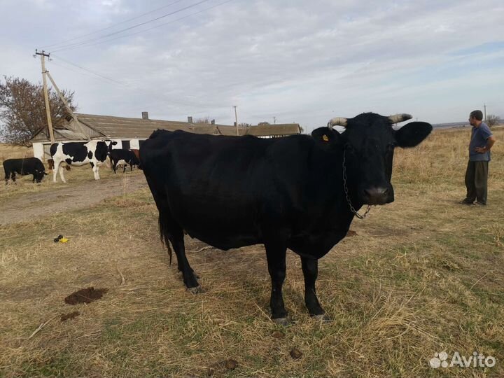Коровы дойные молочные