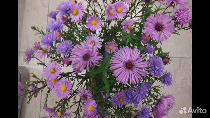 Многолетние цветы