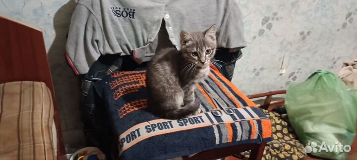 Котёнок девочка