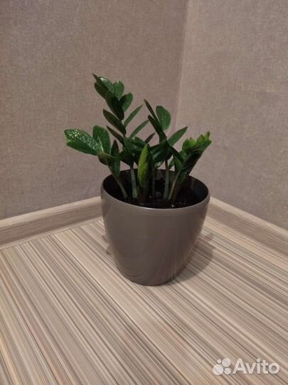 Замиокулькас