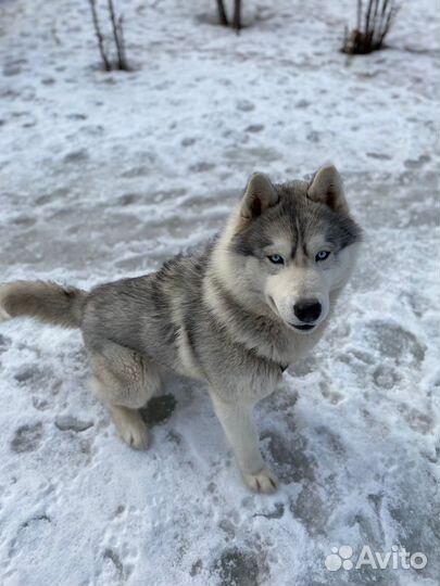 Хаски вязка