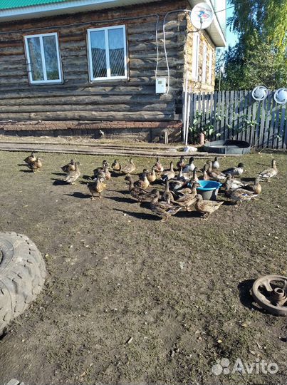 Подсадные утки