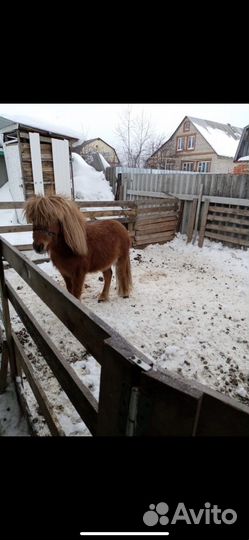 Шотландский пони