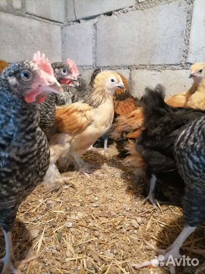 Цыпленок, доминанты, Брама