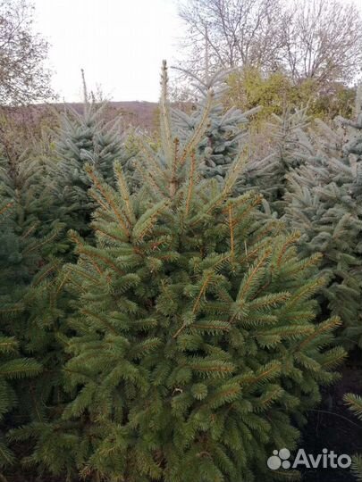 Зеленые ели