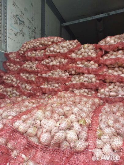 Лук на перо Стардаст