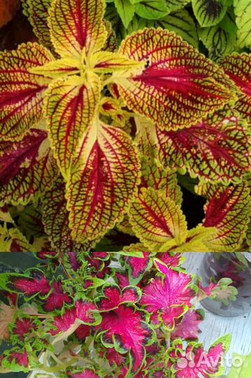 Колеусы вегетативные