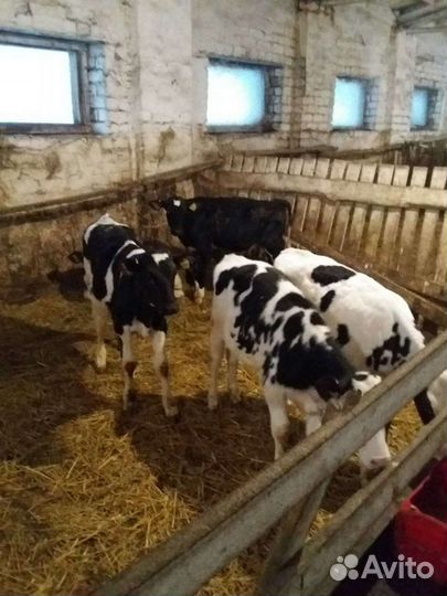 Продаются бычки телочки