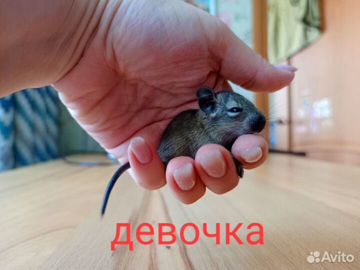 Белочка дегу малыши