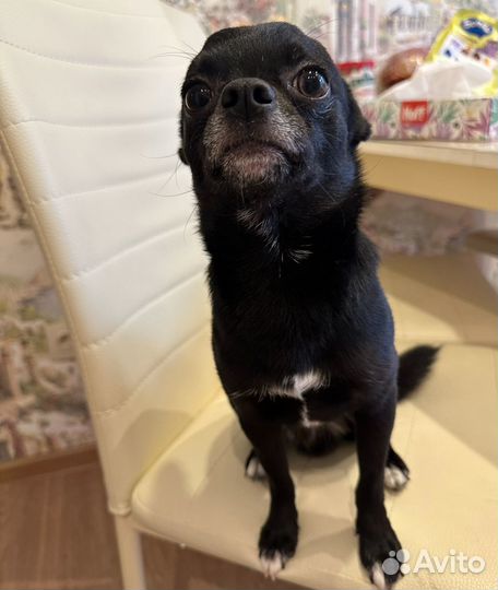 Вязка собак чихуахуа