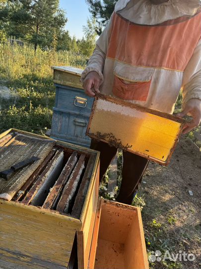 Продам свежий мед(цветочный )