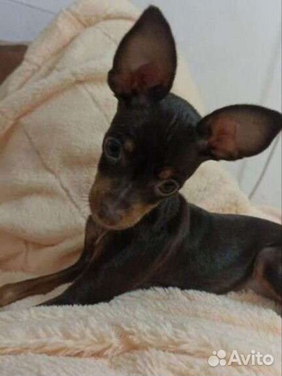 Вязка той терьер