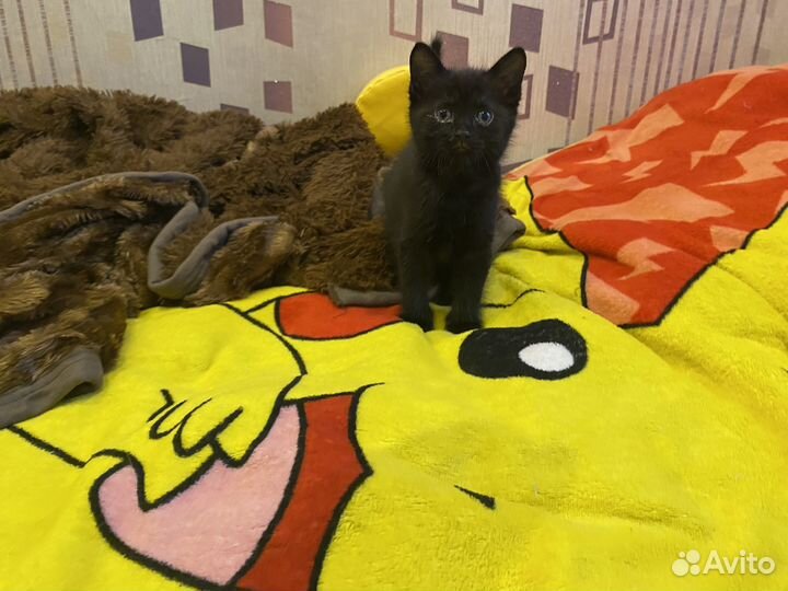 Отдам котят