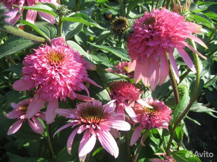 Эхинацея махровая