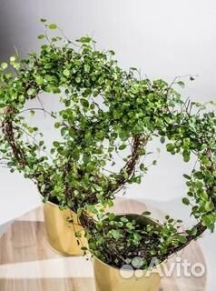 Мюлетбекия