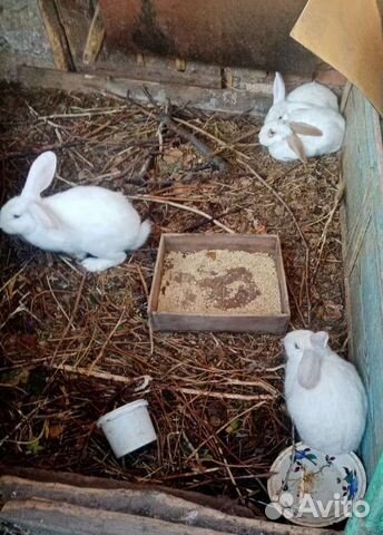 Авито элиста животных. Авито элиста животных. Овцыкалмыцкие калмыкии. Авито дома в элисте свежие объявления. Продажа собак в элисте маленькая.