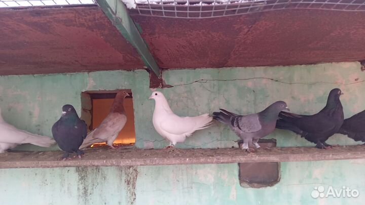 Голуби широкохвостые