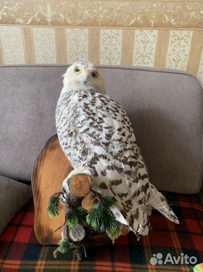 Чучило савы