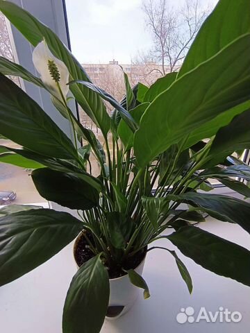 Спатифиллум