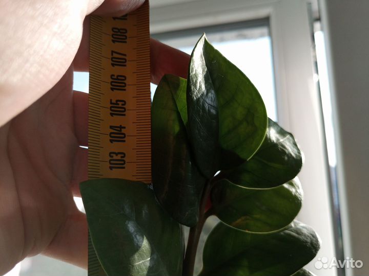 Долларовое дерево (Замиокулькас)