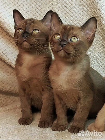 Европейская бурма