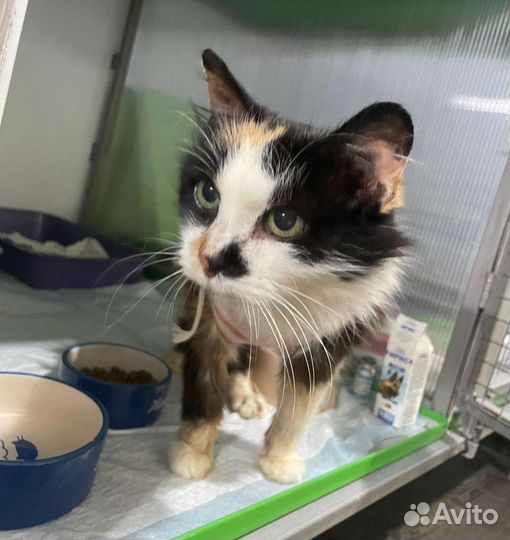 Стерилизованная кошка Маруся в добрые руки