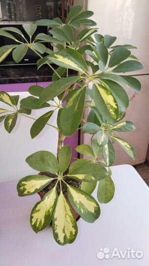 Кампанулы, укорененные черенки