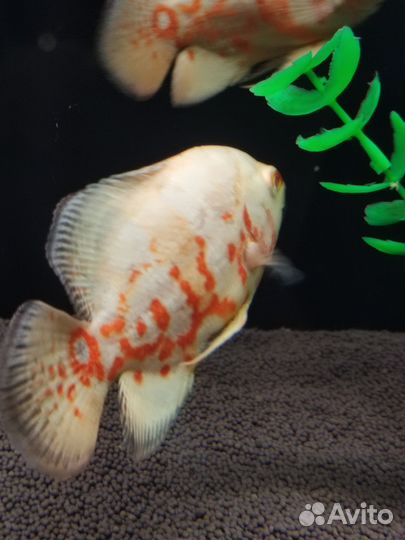 Астронотус альбинос