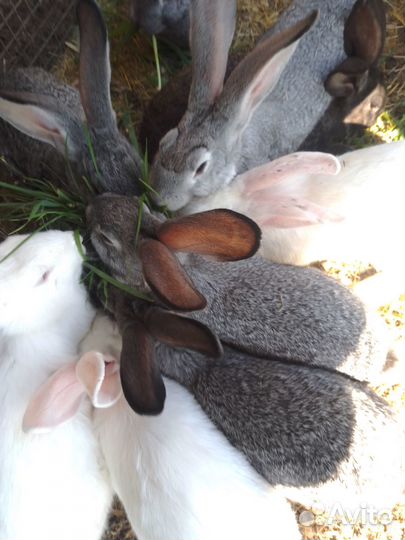 Кролики крольчата