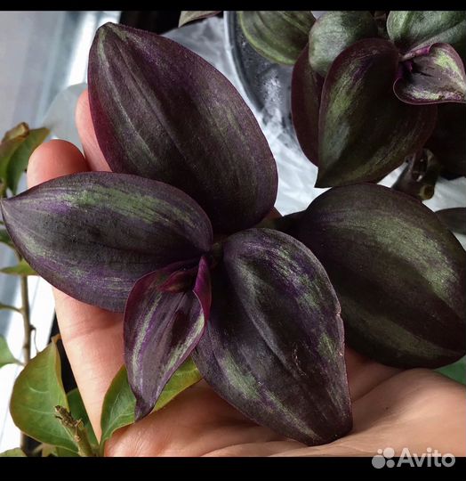 Традесканции Коллекционные,Красивые сорта