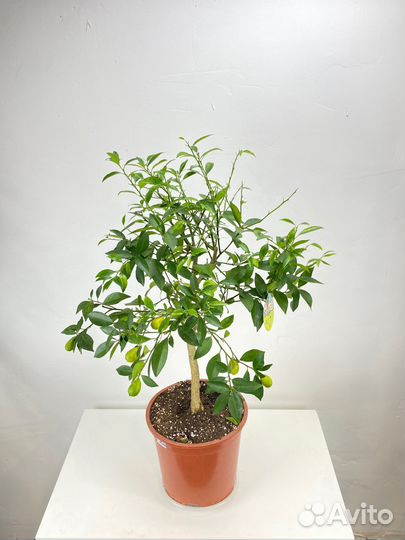 Лимонные и лаймовые деревья