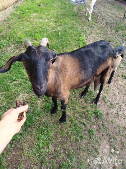 Козы дойные