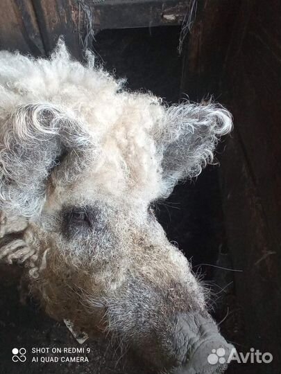 Венгерский-мангальский боров на племя