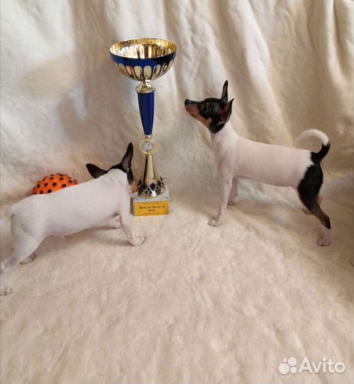 Американский той фокстерьер (Амертой)