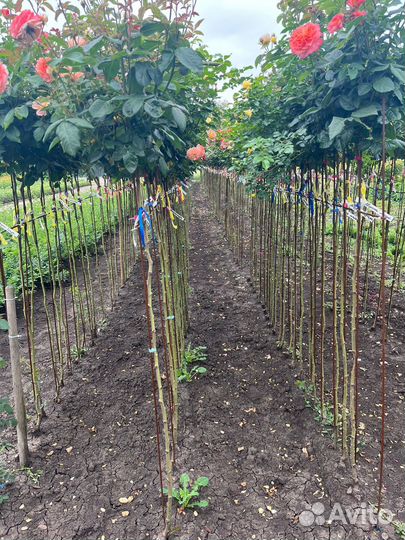 Розы на штамбе от 120см, более 40 сортов