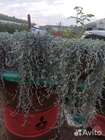 Дихондра серебристый водопад купить в Нижнем Новгороде | Товары для ...