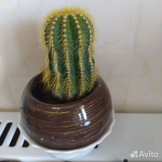 Кактус с горшком