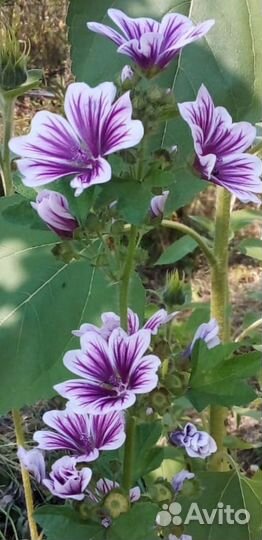 Хлорофитум