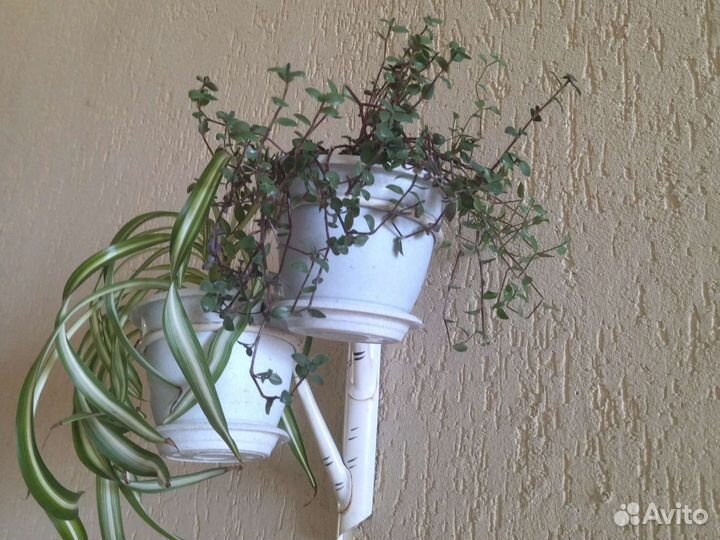 Ретродержатель березка Хлорофитум кудрявый