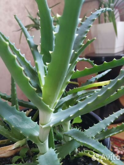 Алоэ лечебный