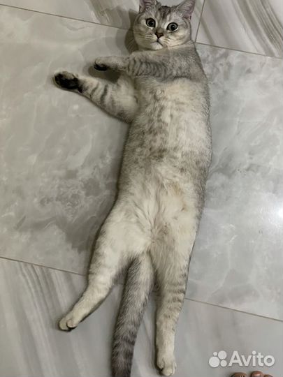 Кошечка в добрые руки