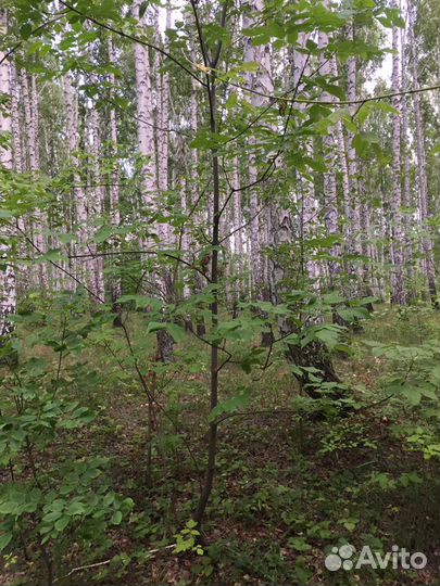 Продам ясень в любых количествах