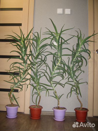 Алоэ лекарь-столетник