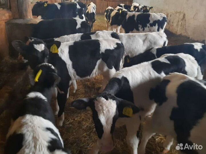 Бычки телята