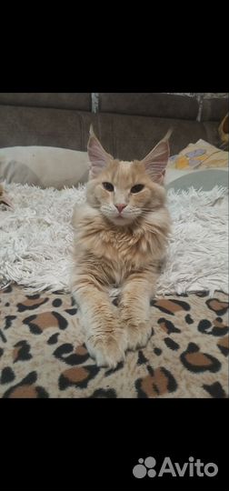 Продам мейн-кунов