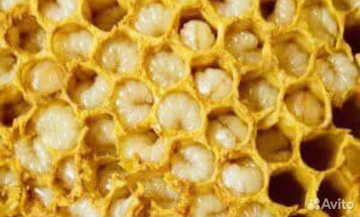 Трутневый гомогенат