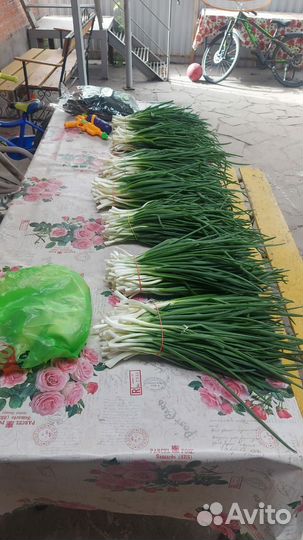 Продаём Лук зеленый