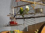 Волнистый попугаи