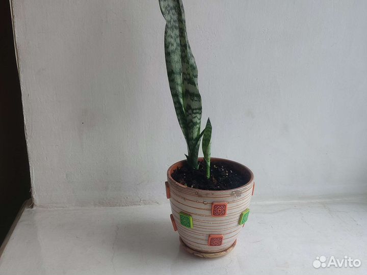Сансевиерия тещин язык