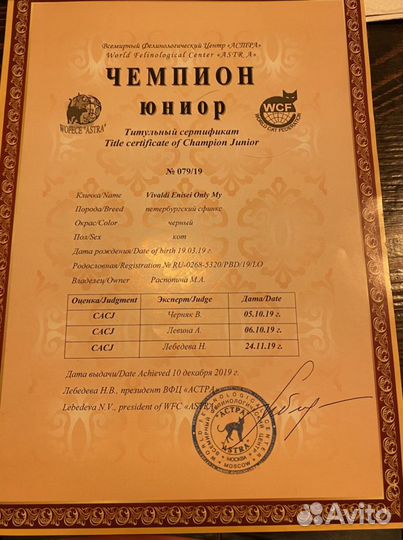 Сфинкс петерболд